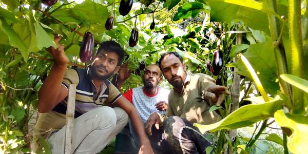 নড়াইলে কৃষিতে তিন ভাইয়ের সাফল্য, প্রতি মাসে আয় লাখ টাকা